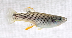 Image of Priapichthys puetzi