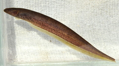 Gymnotus maculosus image