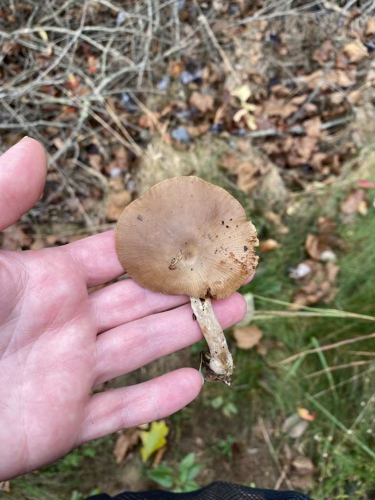 Common Gilled Mushrooms And Allies From Nashville IN US On October 23