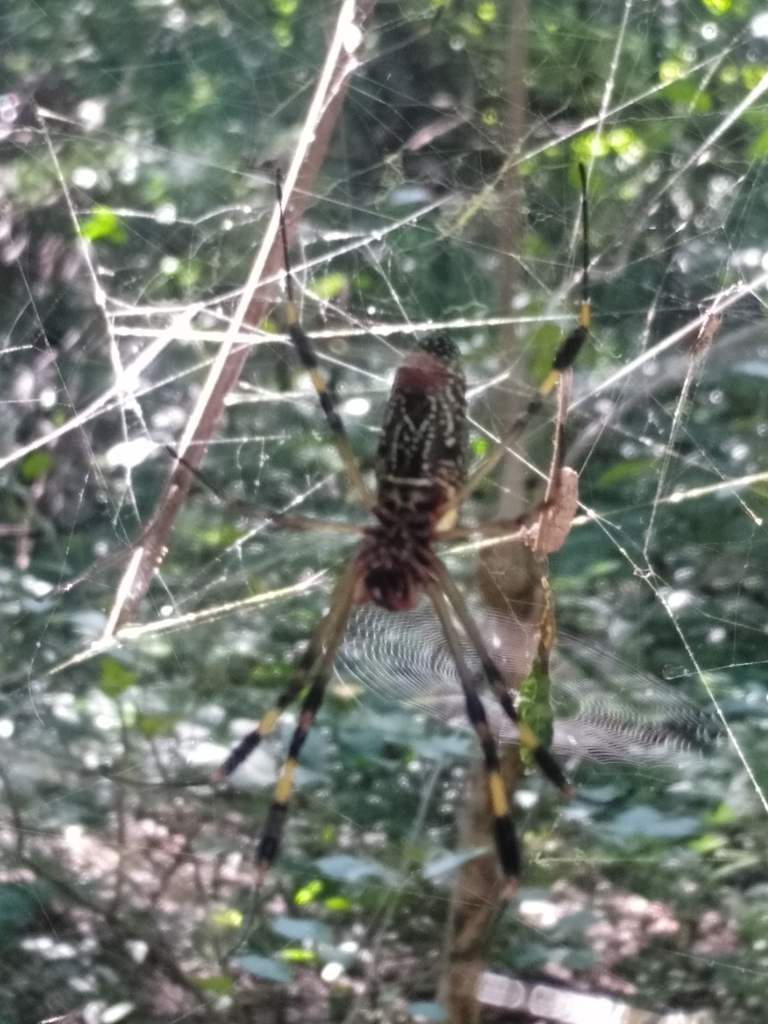 Golden Silk Spider From Tuxtla Guti Rrez On October At