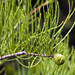 Taxodium ascendens - Photo (c) Cody Hough, כל הזכויות שמורות, uploaded by Cody Hough