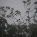 Square