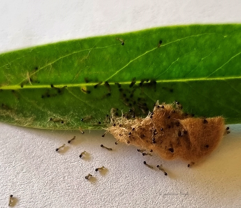 Armyworm Moths From Gold Coast QLD Australia On October 29 2021 At 12