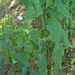 Square