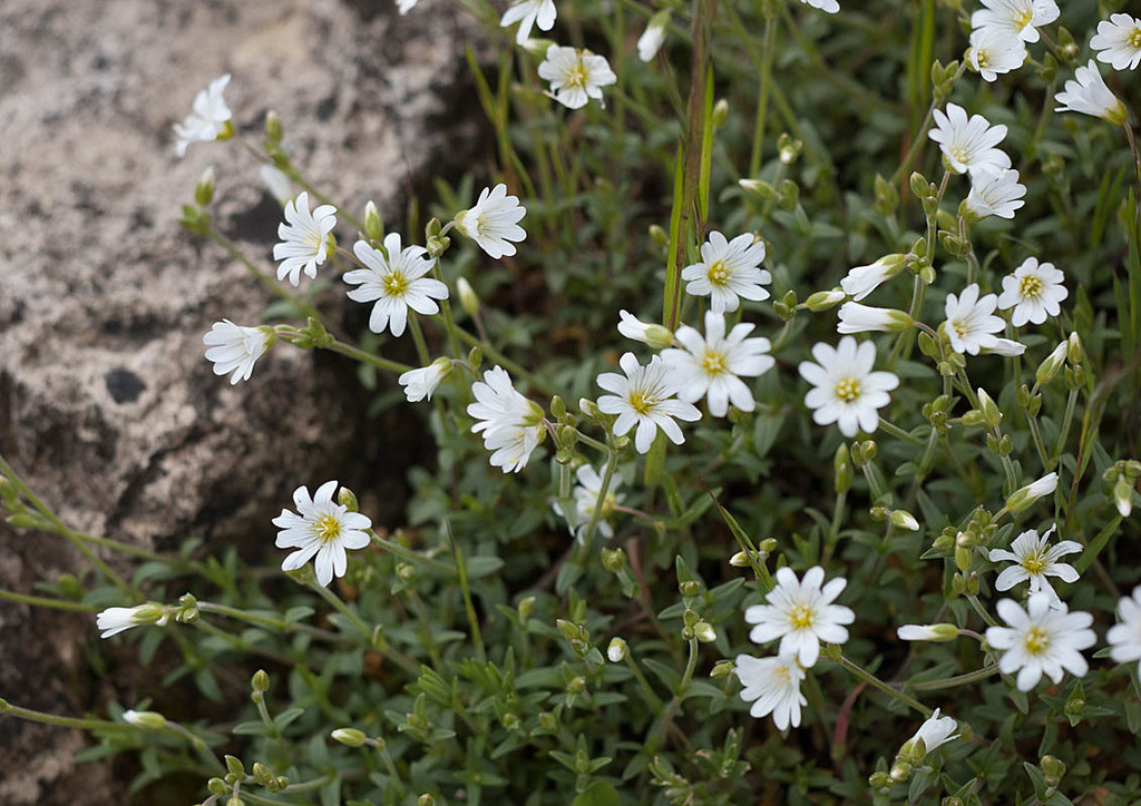Illustration de Cerastium arvense L.