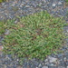 匍枝蓼 - Photo 由 David Lyttle 所上傳的 (c) David Lyttle，保留所有權利