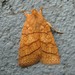 Mustard Sallow - Photo (c) Curt Lehman, all rights reserved, uploaded by Curt Lehman