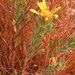 Heterotheca sessiliflora - Photo (c) 攝影師還是笨蛋, כל הזכויות שמורות, הועלה על ידי 攝影師還是笨蛋