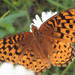 Atlantis Fritillary - Photo (c) Curt Lehman, all rights reserved, uploaded by Curt Lehman