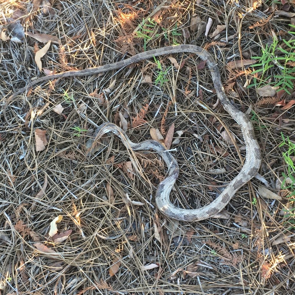 Eastern Gray Ratsnake Complex From Valdosta Ga Usa On December