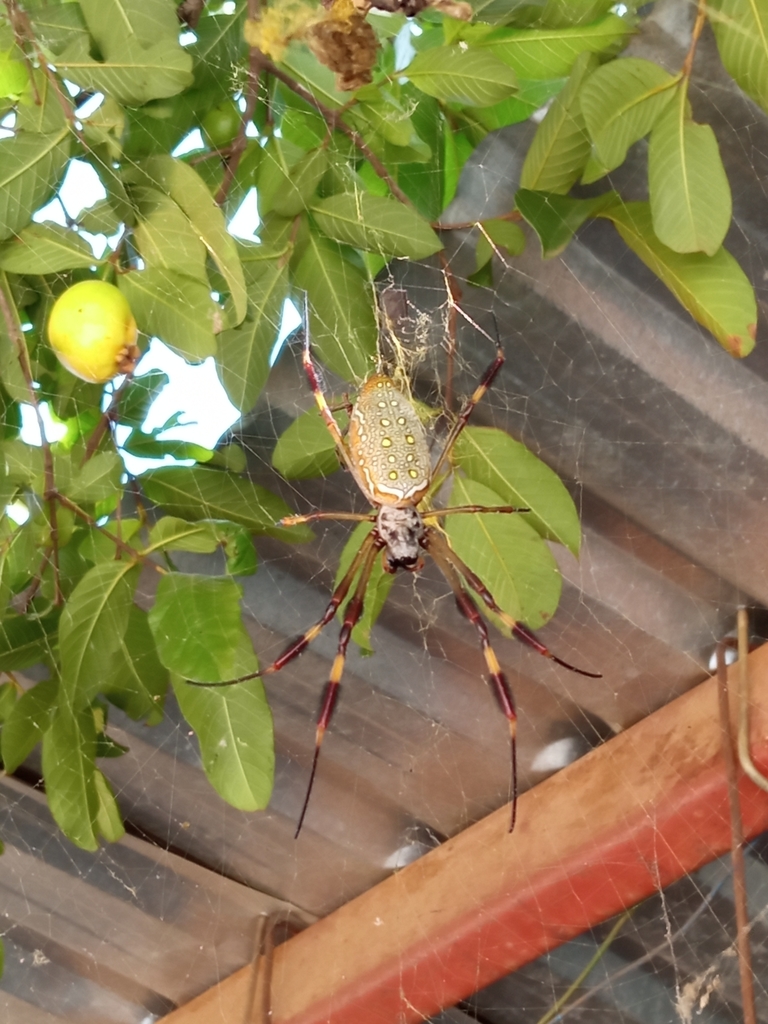 Golden Silk Spider from Heroica Cd de Ejutla de Crespo Oax México on