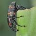 Cactus Weevil - Photo (c) carlos mancilla, all rights reserved