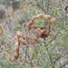 Mimosa similis - Photo (c) Lizeth, todos los derechos reservados, subido por Lizeth