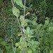 Square