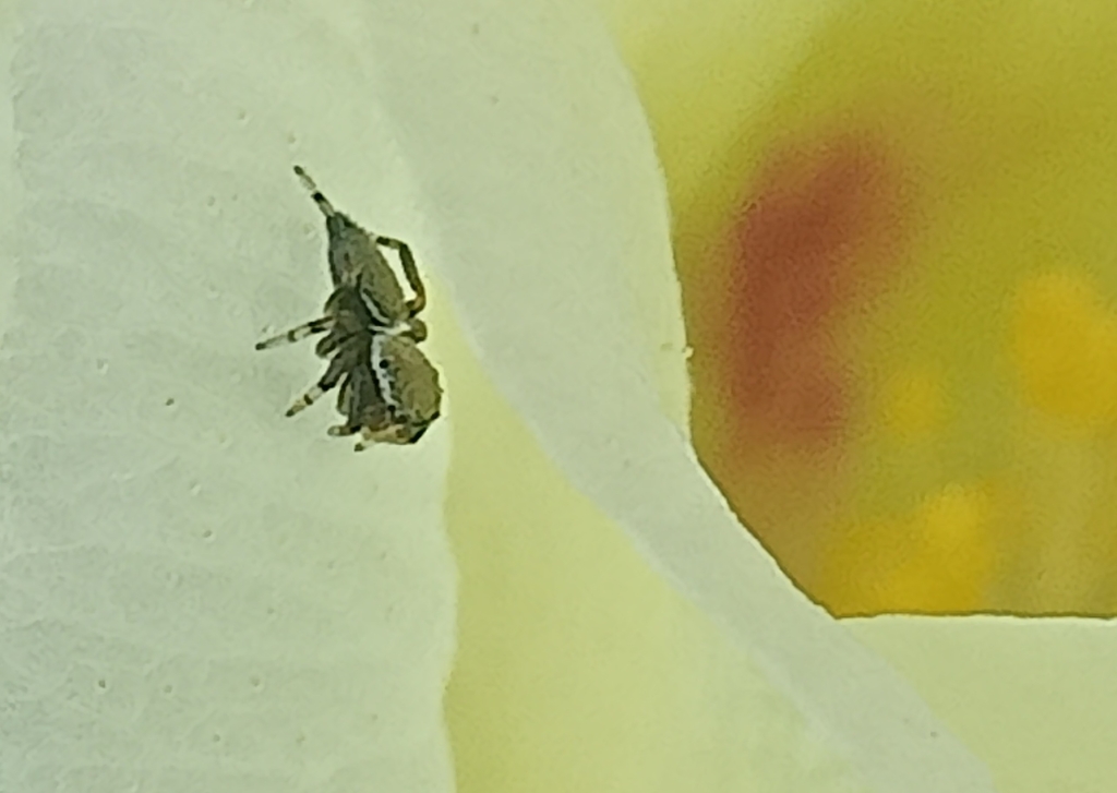 Common White Cheeked Jumping Spider From Nueva Sambul M Rida Yuc