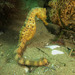 Bigbelly Seahorse - Photo (c) seahorses_of_the_world, all rights reserved, uploaded by seahorses_of_the_world