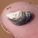 Quagga Mussel - Photo (c) Cody Hough, all rights reserved, uploaded by Cody Hough