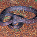 Black Garter Snake - Photo (c) herpguy, all rights reserved, uploaded by Paul Freed