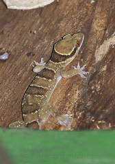 Hemidactylus fasciatus image