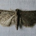 Eupithecia matheri - Photo (c) John Ratzlaff, all rights reserved, uploaded by John Ratzlaff