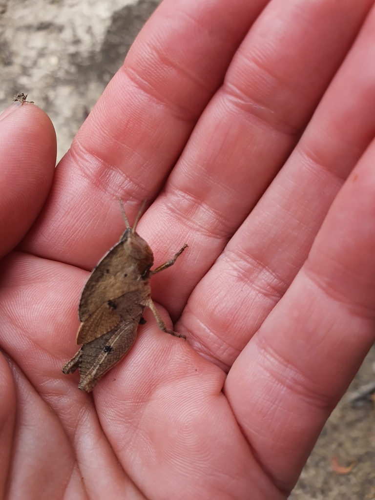 Grasshoppers Locusts And Allies From Creswick Vic Australia On