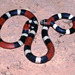 Argentinian Coralsnake - Photo (c) herpguy, all rights reserved, uploaded by Paul Freed