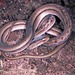 Keeled Sepia Snake - Photo (c) Paul Freed, all rights reserved, uploaded by Paul Freed
