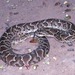 Wagler's Snake - Photo (c) herpguy, all rights reserved, uploaded by Paul Freed