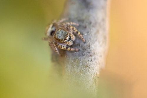 Coppered White Cheeked Jumping Spider Invertebrates Of Foothills