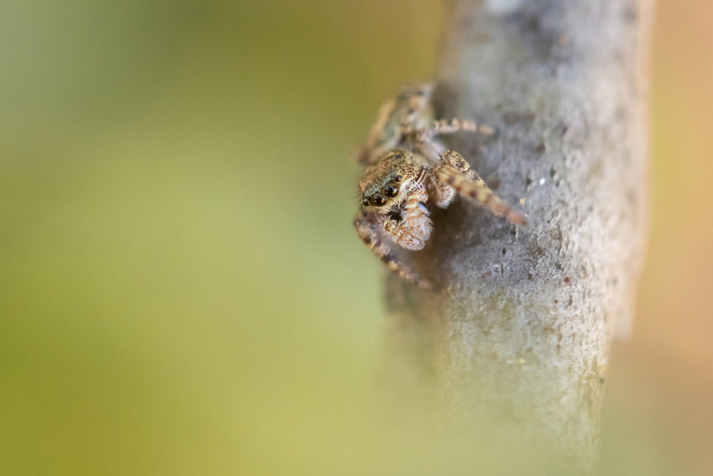 Coppered White Cheeked Jumping Spider Invertebrates Of Foothills