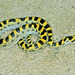 Fisk's House Snake - Photo (c) Paul Freed, all rights reserved, uploaded by Paul Freed