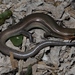 Four-lined Skink - Photo (c) Toby Hibbitts, all rights reserved