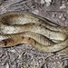 Western Coachwhip - Photo (c) Toby Hibbitts, all rights reserved