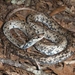 Coluber constrictor anthicus - Photo (c) Toby Hibbitts, todos os direitos reservados