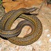Common Rough-sided Snake - Photo (c) herpguy, all rights reserved, uploaded by Paul Freed