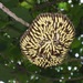 Nocturnal Paper Wasps - Photo (c) rcollin, all rights reserved, uploaded by rcollin