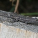 Square