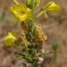 Oenothera biennis - Photo (c) Tig, όλα τα δικαιώματα διατηρούνται