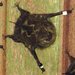 Square