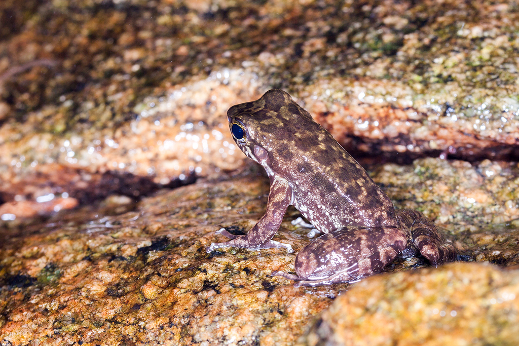 Hylodes Nasus From Alto Da Boa Vista Rio De Janeiro Tat De Rio De