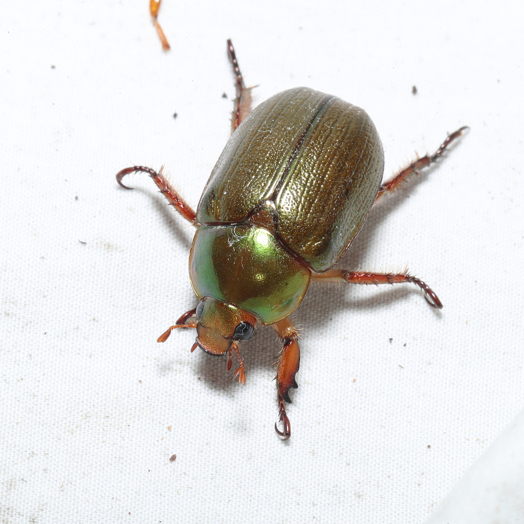 Anoplostethus In November 2021 By Todd Burrows INaturalist