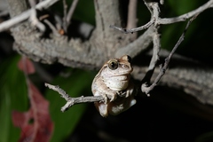 Ressource multimédia de Leptopelis viridis