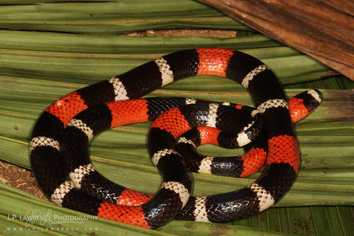 South American Coral Snake Micrurus Lemniscatus ·