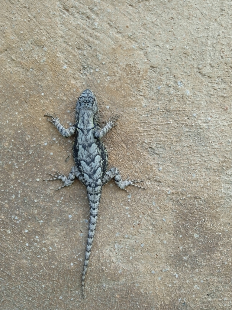 Graphic Spiny Lizard From Hgo M Xico On November At