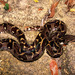 Nosy Komba Ground Boa - Photo (c) Franco Andreone, all rights reserved, uploaded by Franco Andreone