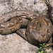 Dumeril's Boa - Photo (c) Franco Andreone, all rights reserved, uploaded by Franco Andreone