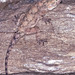 Square