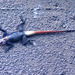 Square