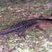 Shade Lizards - Photo (c) Paul Freed, all rights reserved, uploaded by Paul Freed