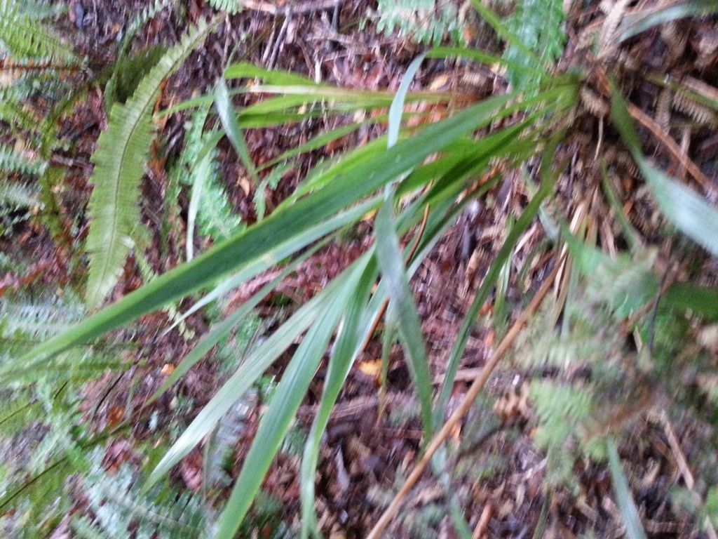 Bush Rice Grass From Rakaitane Walk Lake Brunner New Zealand On March